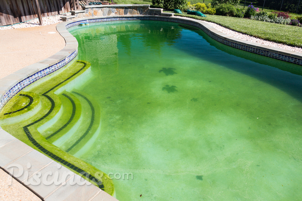 Como limpar manchas de fungo na piscina de vinil?