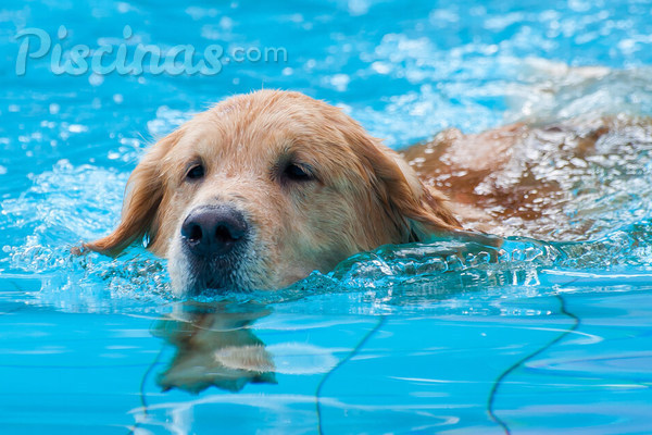 Cachorro na piscina: entenda os cuidados com animais de estimação